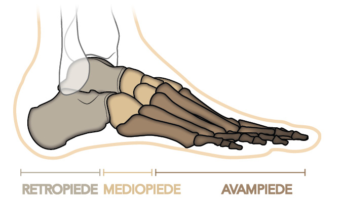 Le ossa del piede