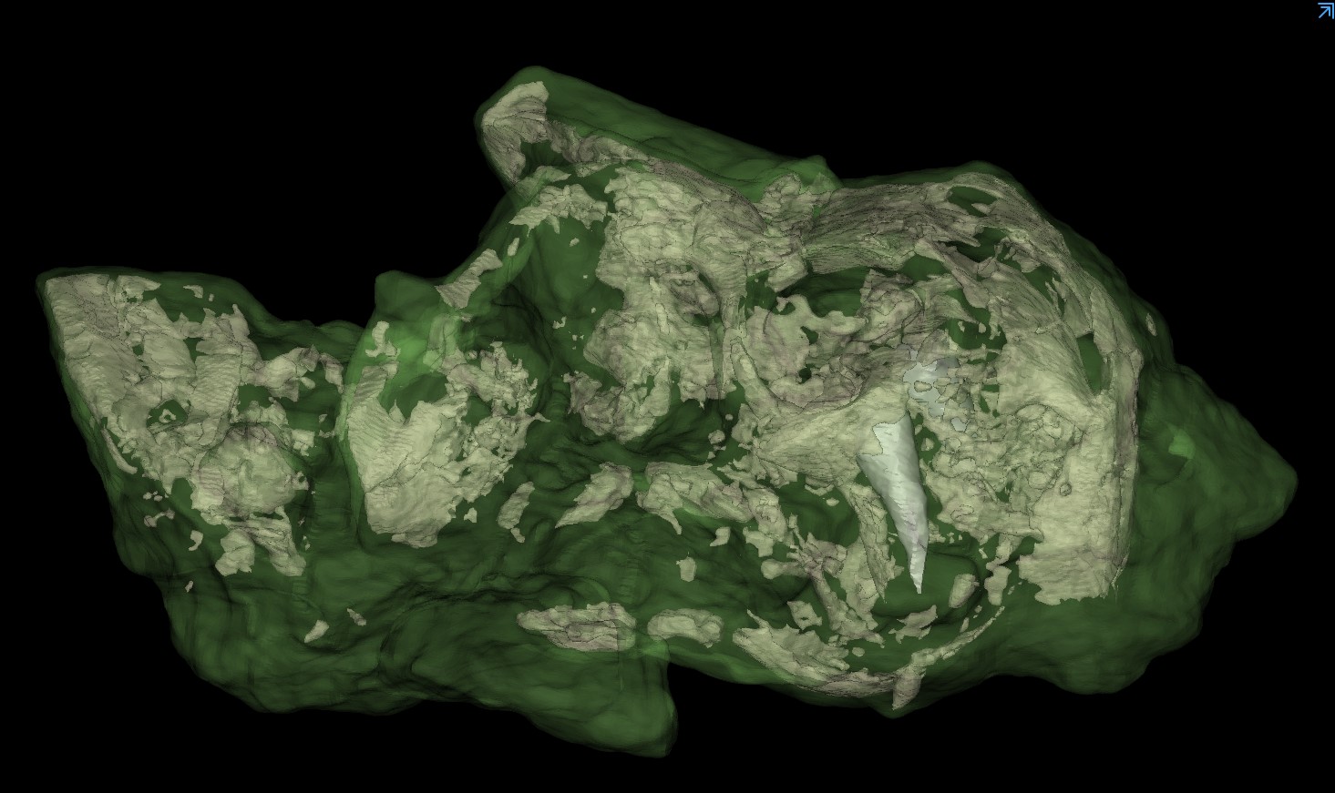 Ricostruzione digitale in 3D del cranio di listrosauro