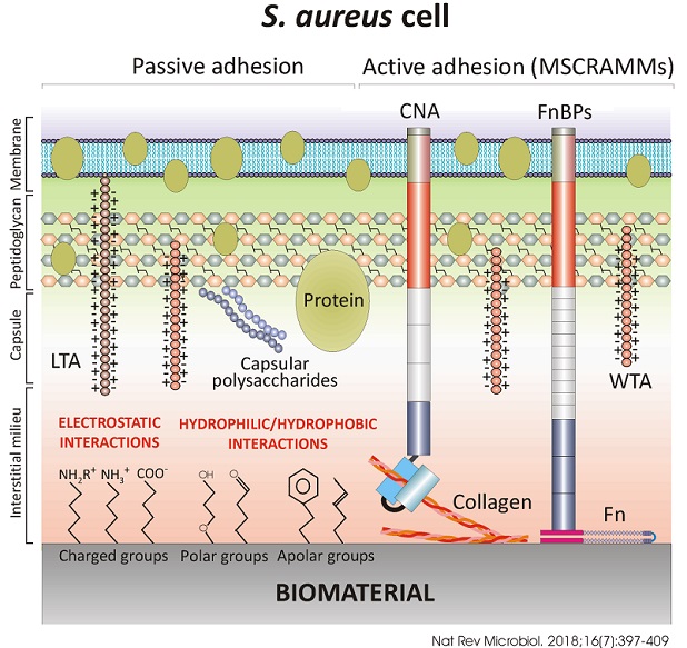 Imagine S. aureus cell