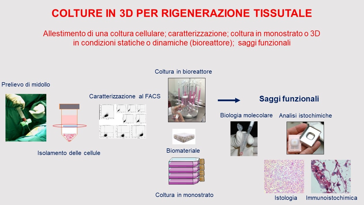 Figure 1: Preparation of a cell culture; characterization; monolayer or 3D culture under static or dynamic (bioreactor) conditions; functional assays.