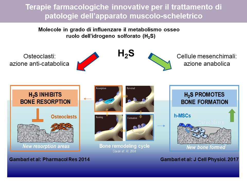 Figura 5: Terapie farmacologiche innovative per il trattamento di patologie dell'apparato muscolo-scheletrico. Studio di nuove molecole in grado di stimolare il metabolismo osseo utili per contrastare le fragilità di questo tessuto